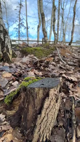 #skills #brushcraft #camping #Outdoors #survival #lifehacks 