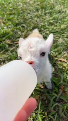 Lunch time!! #farmlife #bottlebaby #fyp 