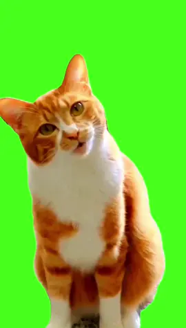 Cat’s talking! Asking about something ! Do you get what it wanna say 🤔 ?  #cat #cutecat #talkingcat #funnycat #catoftiktok #confusedcat #greenscreenvideo #meme #funnymeme #greenscreen #greenscreentemplate #catlover 