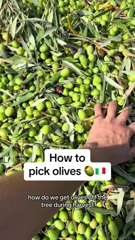 How to harvest olives 🫒🇮🇹 As olive farmers we get this question all the time 👩🏽‍🌾👨🏻‍🌾 you can use a few different methods: beach shaker, tree shaker, or simply pick by hand 🤚🏽 it’s up to you 👏🏽 #olives #olive #farmers #farmlife #italy #italian #italy🇮🇹 #italian🇮🇹 #lifeinitay #oliveoil #madeinitaly #thisisitaly #oliveoiltok #smallbiz 