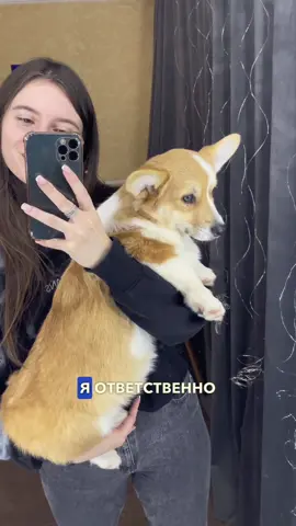 Оставляю профиль заводчика:  @Розалина Кулеш  Instagram: rozalia_light_dream ✨ Мой Instagram: lika.knish  #rec #особеннаятакса #особеннаясобака #корги #такса #заводчиккорги #коргиукраина 