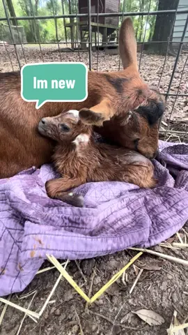 2 nee babies! 🐐🐐#newborn #babygoats #cutebaby #cuteanimals #farmanimals #goatsoftiktok #smallfarm 