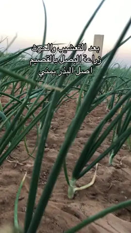 #القصيم #زراعة #مزارع #بصل 