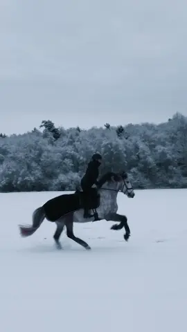 Happy Menco enjoying a ride in the snow❄️🦄 #dressagehorse #riding #häst #equestrian #Love #Purarazaespanola #pre #caballo #ridinginthesnow #drone #dronevideo #dronehorse #horsedrone 