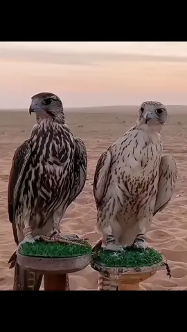 #طير #حر #ليبيا #fyp #viral #foryou 