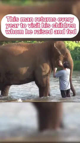 This man returns every year to visit his children 🐘 whom he raised and fed😻😍 #animals #foryou #humanity #incroyable #linxify 