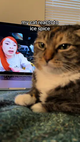 YOU NOT EVEN THE FART 😭😭😭🔥🔥🔥🔥🔥🔥🗣️🗣️🗣️🗣️💨💨💨💨 #icespice #cats #hiphop #rap #raptok #cats #catsoftiktok #fyp
