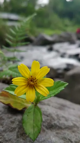 mentahan yg butuh bunga.. tapi bukan bunga bank #mentahan #mentahanvideo #soundviral #piknik #bunga #flowers #aesthetic 