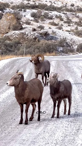It’s amazing how bighorn sheep can look regal even just standing in a road!   www.GoodBullGuided.com  #Photography #wildlife #nature #colorado #reels #goodbull #wildsheep #bighorn #bighornsheep 