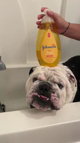 bro don’t want a bath 😠🧿 #englishbulldog #bulldog #bulldogsoftiktok #bulldogs #dog #dogsoftiktok #doglover #dogmom #doglife #doggo #cute #cutedog #funny #funnyvideos #funnyvideo #funnydog #bath #bathtime #viral #viralvideo #viraltiktok #foryoupage #foryou #explorepage #bro #lol #fyp #fypシ #fypage #puppy #puppylove #pets #PetsOfTikTok 