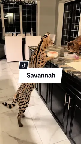 Gato Savannah #gato #animaisnotiktok #paidepet #savannah #maedepet 