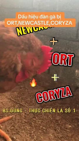 Dấu hiệu đàn gà bị ort ghép newcastle ghép coryza #newcastle #coryza#ort#thuydungthao #xuhuong #xuhuongtiktok 
