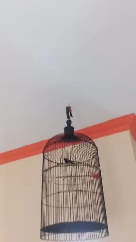 cuma burung rumahan😁#fypシ #fyp #sogonmaniaindonesia #sogon #burung #kicau   