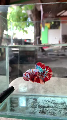 Nemo Galaxy multicolour🌈 #cupang #cupangmulticolour #cupangnemo #nemomulticolour #nemogalaxy #galaxymulticolour #cupanghiasindonesia #fypシ #berandatiktok 