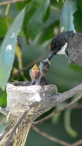 Induk burung kipasan terpantau lagi memberi makan anaknya, masih adakah di daerah kalian? #burung #burungkipasan #sarangburung #faunesia 
