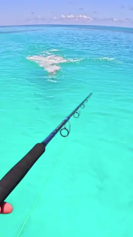 Ginat Fish Smashes Topwater 😍😍😍 #fishing #fishtok #fyp #foryou 