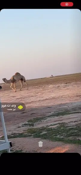#عليان#جمل🐪