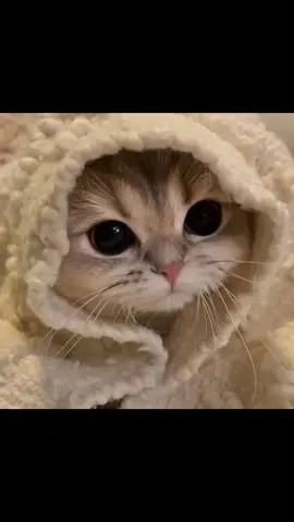 #cutepictures #cat #catpics #tiktokfypmoto #cutepictures #fypシ゚viral #tiktokfyp #fypシ 