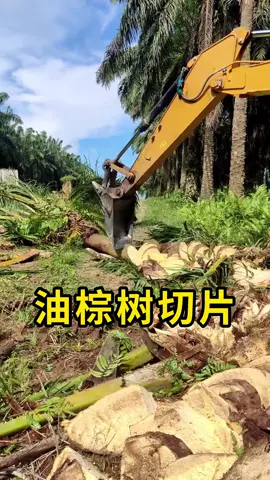 把油棕树切成片，看着解压！#油棕树 #科普 #涨知识