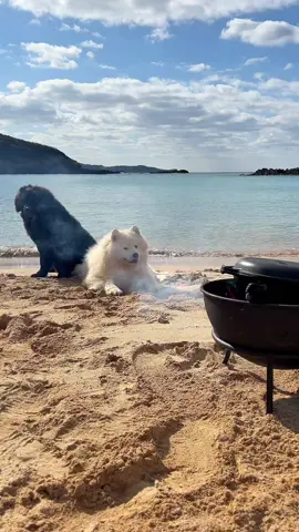 Original dog food🐕‍🦺#nora🇯🇵 #海で料理 #無人島で料理 #samoyed #newfoundland 