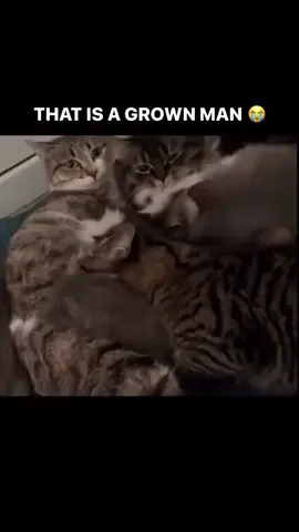 #cat #cats #catlover #cattok #fyp #fypシ゚viral #foryou #funny #haha #viral #tiktok #tink #hahaha #fypシ #viraltiktok #foryoupageofficiall #trending #foryourpage #foryoupage #football #fortnite 