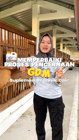 memperbaiki proses pencernaan dan membantu penyerapan pakan secara sempurna #tubanjawatimur #tuban #kambingkontes #susukambing #kambingetawa #peternakkambing #susuetawa #kambingperah #kerabatternak #fyp #gdm #gdmorganic #suplemenorganikcair #probiotik #soc #pupukgdm #hewanternak #socgdm 