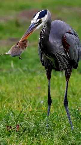 #wildanimals #animals #BlueHeron #bird #fyp 