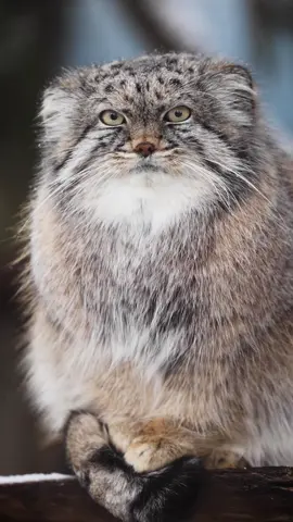 Pallas’s cats are tough little cats, despite their small size they have exceptional adaptations to thrive in the coldest of weather. In fact their fluffy tail is used to protect their feet from getting cold ❄️🐾 ✨ Pazi ✨ #manul #pallascat #otocolobusmanul #grumpycat #манул #マヌルネコ  #cat #zoo #Lansing  #smallcat #fyp  #catsoftiktok 
