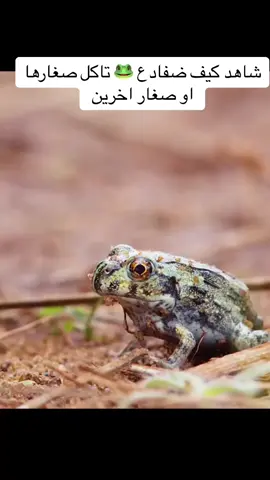 #wildlife #برية #شعب_الصيني_ماله_حل😂😂 #حيوانات #vairal #orca #longervideos #افلام #foryou #anmlove #tiktokindia #افتراس #افتراس #رعب #fo 