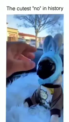 Funny and cute dog compilation ... 🤣🤣🤣 #funnydog #funnypet #cutedog #dogoftiktok #doglover #dog 