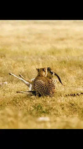 #amazinganimalsworld #animallifestyle #foryourpage 