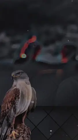 #منشن #اخوك #وسند #إعادة_النشر🔄 #حالات #خواطر #شعراء #ابيات #قصيده #مكرم_الرادعي #حركة_أكسبلور #أبيات_من_الشعر #لايك_متابعه_اكسبلور #روابط_القوالب_في_البايو #2024 #922makram711 