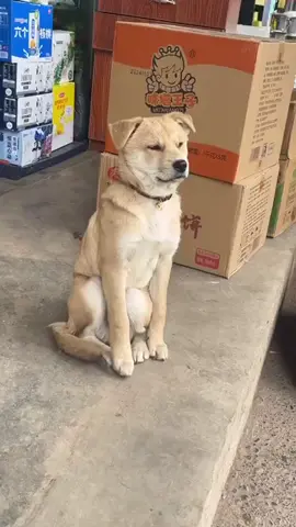 dog and sleep haha ##pet #cuteanimals #funny #funnyvideos #fun #dog 