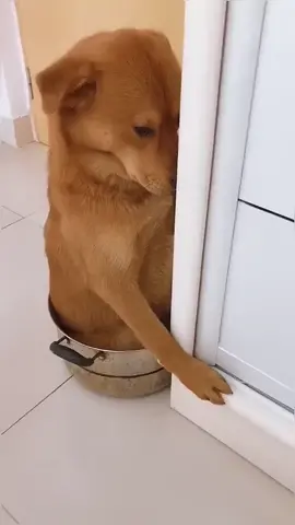 the dog is punished#dogentertainment#entertainment#dog#viral#tiktokviral#xuhuong#xuhuongtiktok 