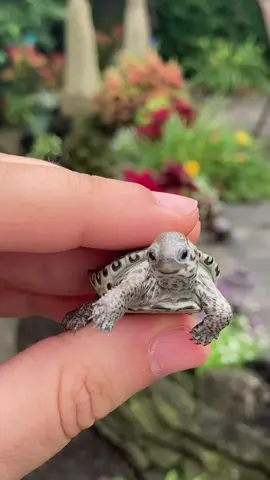 Little bitty pretty one 😍 Baby Smiley is an ornate diamond back terrapin and was the best gift   #cute #adorable #baby #diamondbackterrapin #turtle #wildlife #reptiles