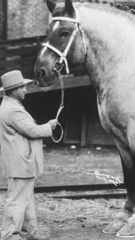 O maior cavalo do mundo  Brooklyn Supreme, o cavalo gigante que virou lenda! 🐎✨ Com tamanho e coração igualmente grandes, sua história é um espetáculo #LendaEquina #GiganteGentil #CuriosidadesAnimais #NaturezaIncrível #HistóriaDeGigantes #cavalos 