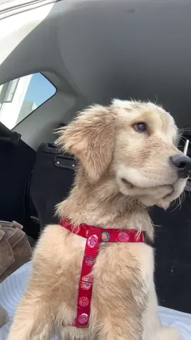Yo me se portar bien 😭.                               #viral #goldenretriever #puppy #puppylove 