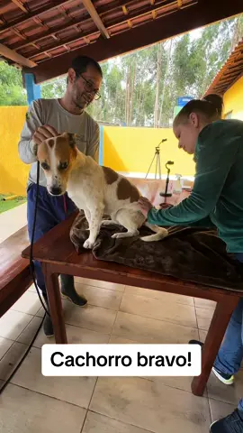 Como aplicar vacina no cachorro de maneira correta!🐕🐕🐕canil VALE CONQUISTA. 77 999879204