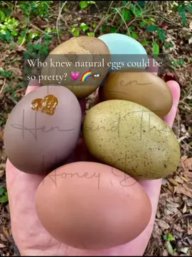 Unbeknownst to them, chickens are adorable little feathered artists 😊 #chickens #chickensoftiktok #💗🌈🪺 #rainboweggs 