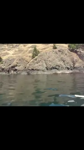 Thrilling Orca Encounter on Our Kayak Tour! 🤩 #orca #orcaencounter #kayak #kayaking #kayakwithorcas #seaadventure #whalewatching #washington #fridayhar #sanjuanislands #travel