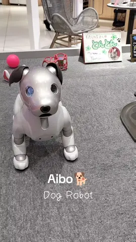 ✨Aibo 🐕 A dog robot, designed for families that cannot have a real pet. It can dance, walk, sit and give the paw like a trained dog, and even ask for affection. This one in particular is called ''Ton ton'' and we found at the sony shop in umeda, Osaka. #aibo #japan #robot #petrobot #dogrobot #japantravel 