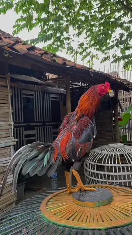 Tulangan Badak🫣#ponorogo24jam #ayambangkok #ayambangkoksuper #pancasonafarmponorogo🐓 #trending #ayamimport 