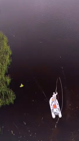 #fy #fypシ #viral #fish #fishing #fishinglife #sportfishing #topwaterfishing #keepfishing #explore #اكبسلور #flyfishing 