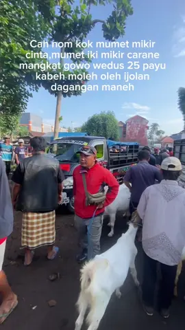 #fyp #fypシ #peternakmuda #peternakindonesia #kambing #bakulweduscomunitiy #peternakan #pembisnismuda #peternakkambingmuda #peternakkambingndeso #peternakkambingindonesia #peternakkambingmilenial #boskambingmuda #juragankambing #juragankambing🐐 #bakulwedus #bisnisdombakambing #bakulwedusmilenial #pasarwedus #pasarwedos #pasarkambing #blantikwedus #blantikwedosviral #boskambingmuda #kambingjawasuper #blantikkambingmuda #juragankambingqurban #hargakambing #kambingmurah #kambingjantan #peternakan 