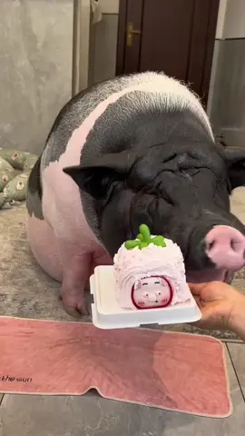 Chưa được 1p là xong cái bánh kem. Chúc mừng sinh nhật nghen 😂#heo #khoanhkhacdangyeu #petcute #thucung #dethuong #dangyeu 