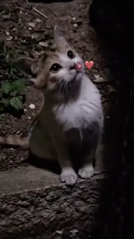 وضمت فؤادي وقالت بدمعن💔🙂عندما تختلط الابتسامة بالدمووع فاعلم أن القلب موجوع ...🖤🍂#حالات #واتس #حزينة #اناشيد #جهادية #ادلب_حمص_حلب_شام_درعا_حماة 