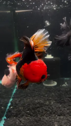 si gemoyy #comel #lucu #gemoy #gemesin #ikanwarnawarni #ikanhias #ikandalamaquarium #ikancantik #fyp 