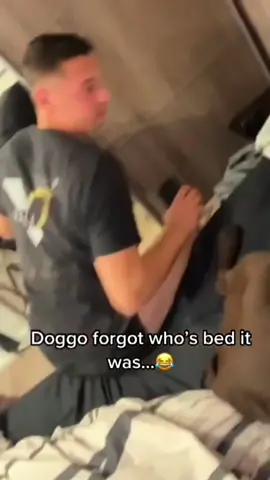 Funny and cute dog Compilation 🤣🥰🥰... #funnydog #funnypet #funnyanimal #cutedog #doglover #dog 