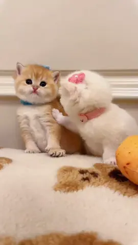 Cat heals every day🥰 #cat #catlover #funny #kitten #pet #cute 