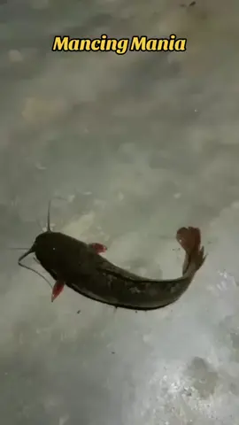 Mancing di rawa rawa#matakawe #ikanbesar 